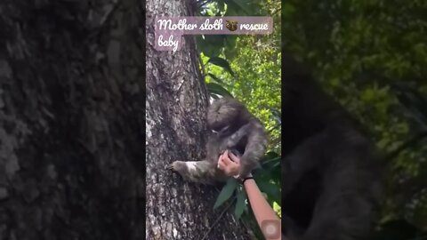 Mother Sloth 🦥 Rescue Baby
