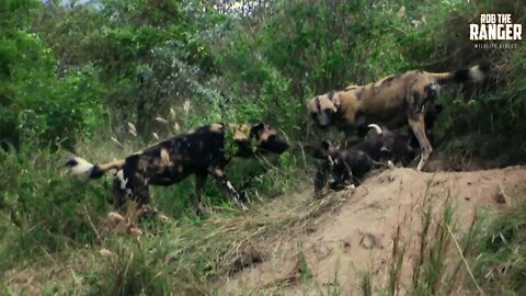 Rare African Painted Wolf Den Site | Archive Footage