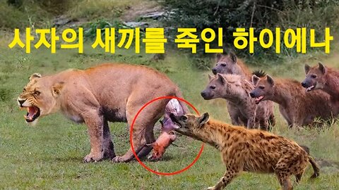 출산중인 암사자- 사자새끼를 죽인 하이에나 Mother Lion Sacrifices Herself To Save Her Cubs From A Pack Of Hyena [황정희TV]