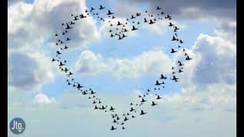 Birds make hearts in the sky | Mesmerizing Flight Formations Revealed | Animal Vised