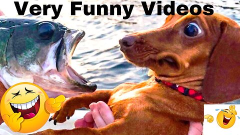 Funny Dog Videos 2022