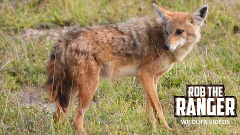 African Golden Wolf In Amboseli | Zebra Plains Safari