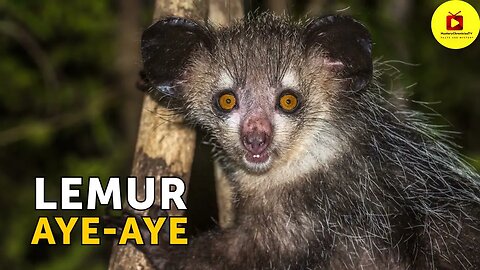 Discover Nature Tricksters: These Animals Look Terrifying, but They're Surprisingly Gentle Inside! 🐾