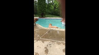 Golden retriever jumps in pool for ball