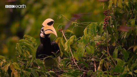 Hornbills pluck bats