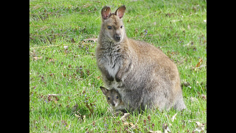 How cute! Detroit Zoo welcomes baby wallaby, estimated between 5-6 months old