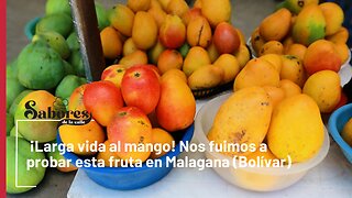 ¡Larga vida al mango! Nos fuimos a probar esta fruta en Malagana (Bolívar)