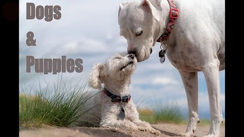 Dogs and Puppies Action Journey | Adorable Heartwarming Moments