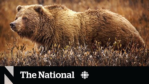 Grizzly bear attack kills couple in Banff National Park