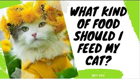 What kind of food should I feed my cat? Is it possible to feed cats with food?