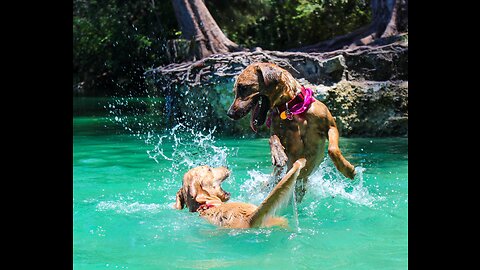 Funny dog swimming underwear 😂