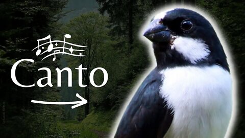 BIGODINHO - Escute o Canto do Pássaro Bigodinho