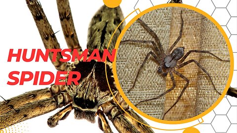 Unveiling the Astonishing Truth About These Eight-Legged Wonders
