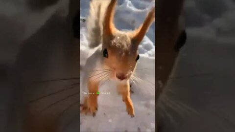 Kitani Pyari Gilhari Hai😘Cute Squirrel👈