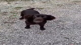 Boykin Spaniel Playing | #shorts