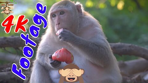 4K Quality Animal Footage - Monkeys Beautiful | Viral Monkey