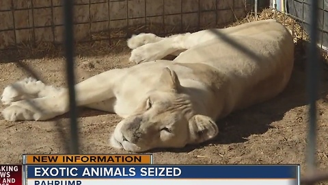 Exotic animals seized from Pahrump home, second time this month