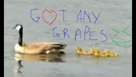 Baby geese Canadian Edition