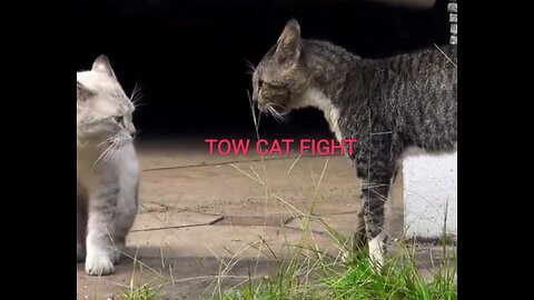 Cat fight compilation videos