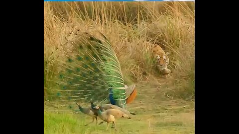 peacock attacked by tiger