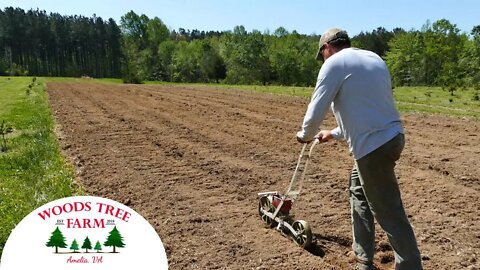 Planting Flowers Where The Trees Died