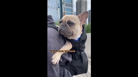 Travel With Your Dog | Mochi The French Bulldog
