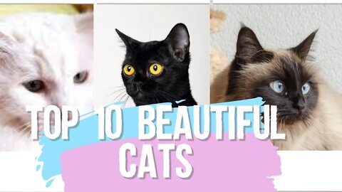 Top 10 Most beautiful Cats of the World | Funny cute pets lovers #cat #cats #beautiful