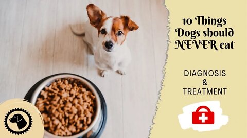 Top 10 Things Dogs Should NEVER Eat | DOG HEALTH 🐶 #BrooklynsCorner