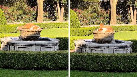 Dog plays in elegant water fountain