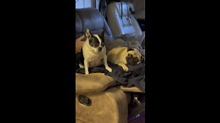 Pug’s Inner Demon Speaks