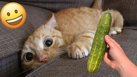 Trending Funny Videos -😻😺😹 Cats Scared Of Cucumber #cats | Funniest Animal Universe