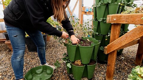 Growing Greens, Herbs & Small Root Crops Inside During Winter! 🥬🪴🥕