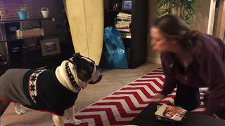 Bulldog in sweater doesn't like fart noises!