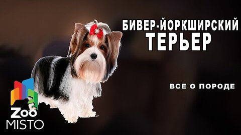 Бивер-йоркширский терьер - Все о породе собаки | Собака породы бивер-йоркширский терьер →