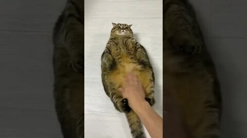 Big Cat | Cute Cate