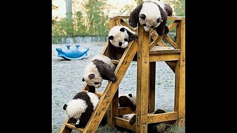 Cute panda playing on the slide relaxation video