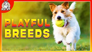 Most Playful Dog Breeds