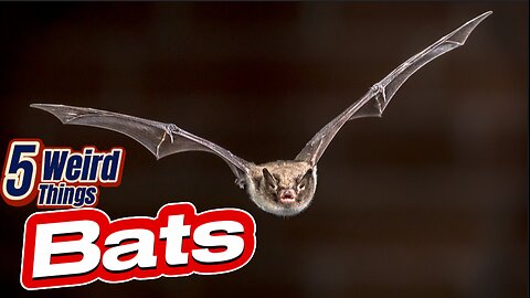 5 Weird Things - Bats