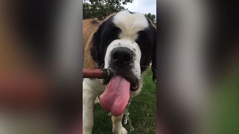 18 Reasons Why Saint Bernards Are Amazing