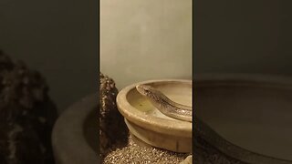 LARRY THE LEGLESS LIZARD AFTER DRINKING WATER (10/12/23)
