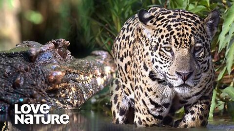 Jaguar vs Caiman: A Battle of Predators | Love Nature