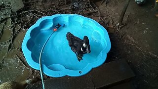 Sticky the Indian Runner duck in the pond again 11th September 2021