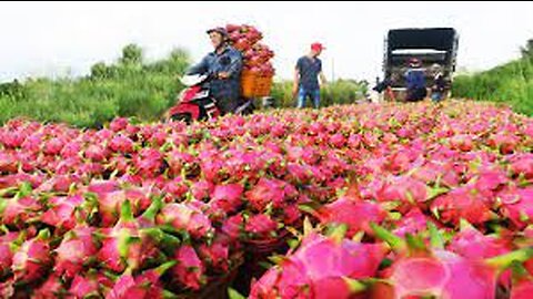 Asian Dragon fruit Farming and Harvest - Dragon fruit cultivation and process in Factory