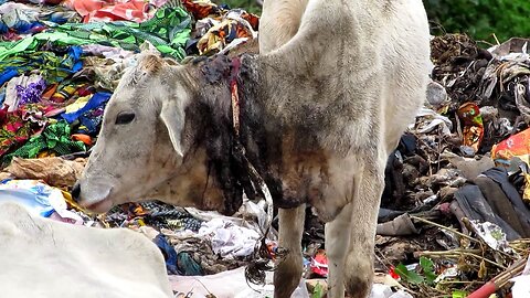 Dramatic rescue of injured calf from garbage dump in India.