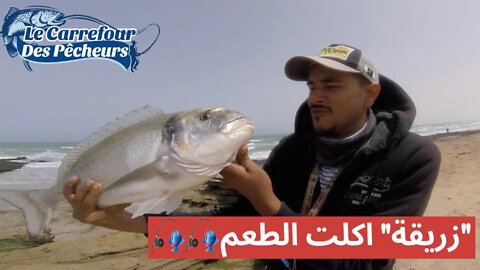 قتال شرس مع اسماك زريقة ( دوراد رويال) من الحجم الكبير - Peche au Dorade Royal a Dakhla