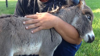 This Newborn Donkey Asks For Hugs In The Cutest Way