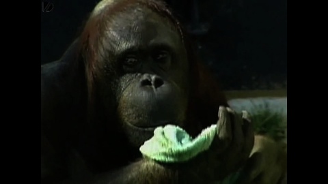 Orangutang Does Housework