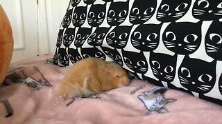 Hamster Heaven- My hamster falling asleep