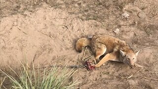 Wild coyote trapping video.