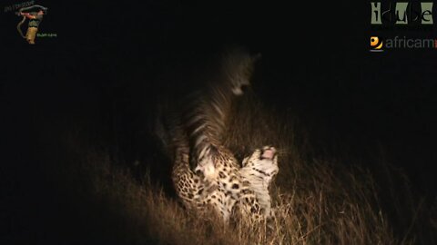 WILDlife: Young Male Leopard Seduced For The First Time!!